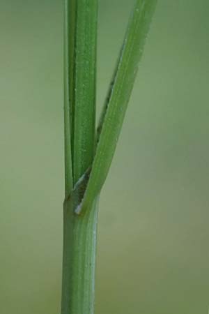 Carex brizoides \ Zittergras-Segge / Quaking Grass Sedge, A Ingeringsee 27.7.2021