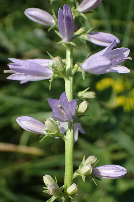 Campanula bononiensis \ Bologneser Glockenblume, Filz-Glockenblume, A Gumpoldskirchen 9.7.2023