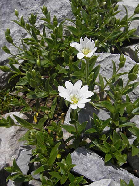 Cerastium carinthiacum \ Krntner Hornkraut, A Trenchtling 3.7.2010