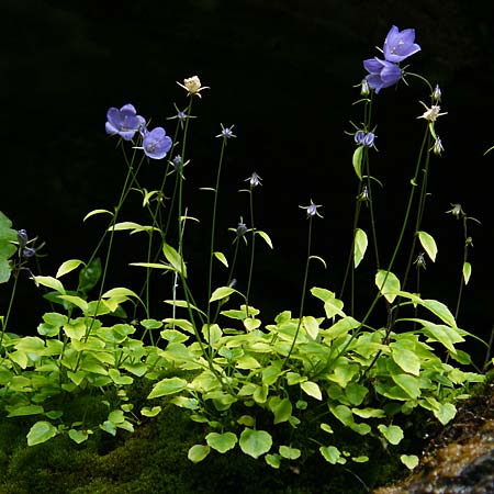 Campanula cochlearifolia \ Kleine Glockenblume / Fairy's Thimble, A Kärnten/Carinthia, Koralpe 9.8.2016