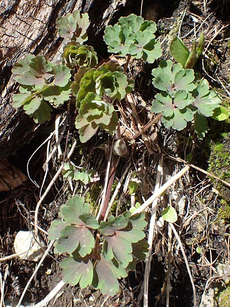 Callianthemum coriandrifolium \ Korianderblatt-Schmuckblume, Rautenblättrige Schmuckblume / Southern Callianthemum, A Kärnten/Carinthia, Hochstuhl 17.5.2016