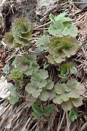 Callianthemum coriandrifolium \ Korianderblatt-Schmuckblume, Rautenblättrige Schmuckblume / Southern Callianthemum, A Kärnten/Carinthia, Hochobir 19.5.2016