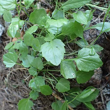 Campanula cochlearifolia \ Kleine Glockenblume / Fairy's Thimble, A Kärnten/Carinthia, Petzen 8.8.2016