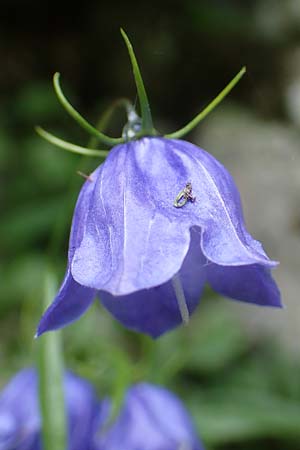 Campanula cochlearifolia \ Kleine Glockenblume / Fairy's Thimble, A Frein an der Mürz 3.7.2020