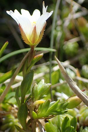 Cerastium cerastoides \ Dreigriffeliges Hornkraut, A Seetaler Alpen, Zirbitzkogel 28.6.2021