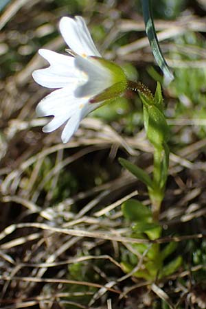 Cerastium cerastoides \ Dreigriffeliges Hornkraut, A Seetaler Alpen, Zirbitzkogel 28.6.2021