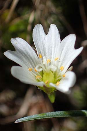 Cerastium cerastoides \ Dreigriffeliges Hornkraut, A Seetaler Alpen, Zirbitzkogel 28.6.2021