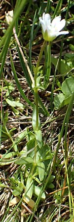 Cerastium cerastoides \ Dreigriffeliges Hornkraut, A Niedere Tauern, Sölk-Pass 26.7.2021