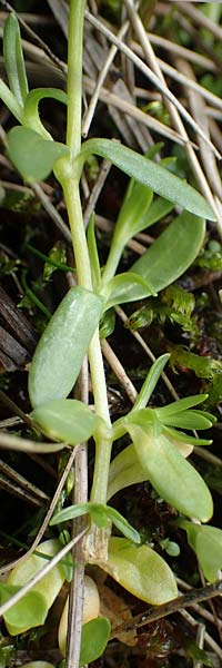 Cerastium cerastoides \ Dreigriffeliges Hornkraut, A Niedere Tauern, Sölk-Pass 26.7.2021