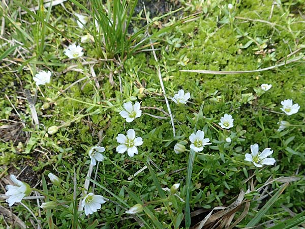 Cerastium cerastoides \ Dreigriffeliges Hornkraut / Starwort Mouse-Ear, A Niedere Tauern, Sölk-Pass 26.7.2021