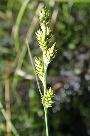 Carex canescens \ Graue Segge / Silvery Sedge, A Kärnten/Carinthia, Koralpe 1.7.2022