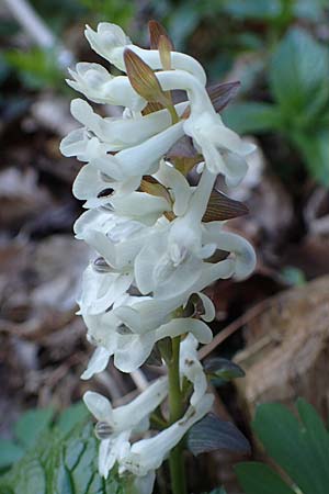 Corydalis cava / Hollow-Root, A Krems 1.4.2023