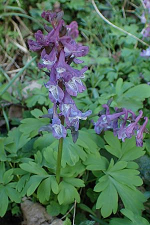 Corydalis cava \ Hohler Lerchensporn / Hollow-Root, A Krems 1.4.2023