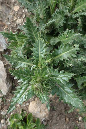 Carduus defloratus \ Alpen-Distel, A Pusterwald, Eiskar 29.6.2021