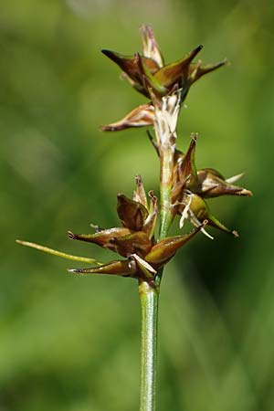 Carex echinata \ Igel-Segge, Stern-Segge / Star Sedge, A Wölzer Tauern, Kleiner Zinken 24.7.2021