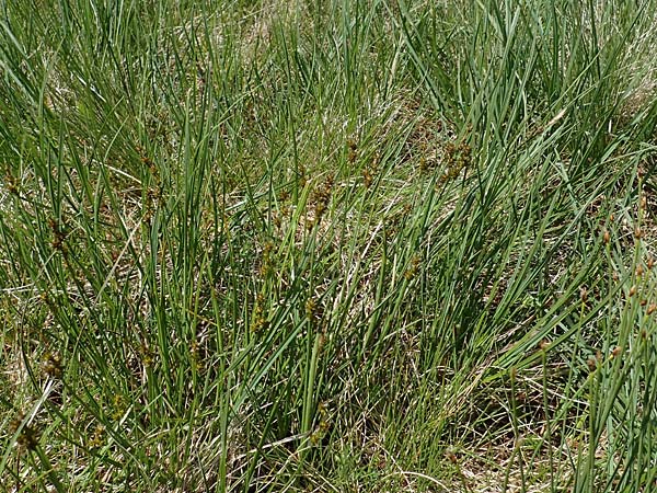 Carex echinata / Star Sedge, A Niedere Tauern, Sölk-Pass 26.7.2021