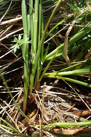 Carex echinata / Star Sedge, A Niedere Tauern, Sölk-Pass 26.7.2021