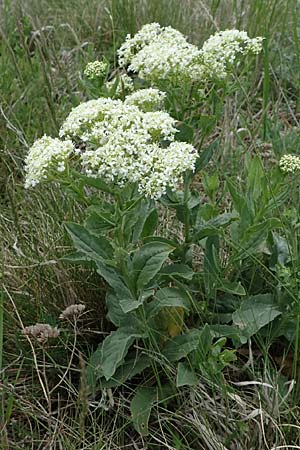 Lepidium draba \ Pfeilkresse, A Seewinkel, Apetlon 8.5.2022