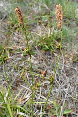 Carex distans \ Entfernthrige Segge, Lcken-Segge, A Seewinkel, Apetlon 8.5.2022