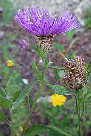 Centaurea jacea \ Wiesen-Flockenblume, A Hengstpass 14.7.2007