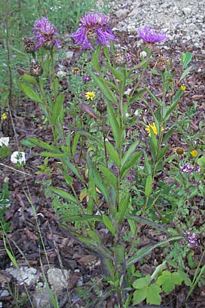 Centaurea jacea / Brown Knapweed, A Hengstpass 14.7.2007