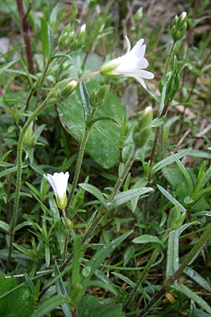 Cerastium arvense / Field Mouse-Ear, A Malta - Valley 7.6.2008