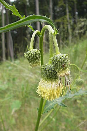 Cirsium erisithales \ Klebrige Kratzdistel / Yellow Thistle, A Kärnten/Carinthia, Petzen 2.7.2010