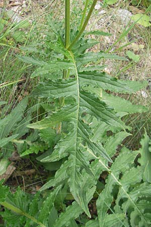 Cirsium erisithales \ Klebrige Kratzdistel / Yellow Thistle, A Kärnten/Carinthia, Petzen 2.7.2010