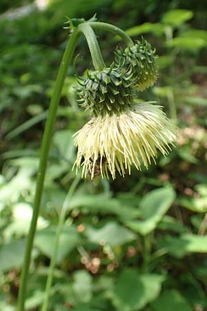 Cirsium erisithales \ Klebrige Kratzdistel, A Steiermark, Pernegg-Mixnitz 4.7.2019