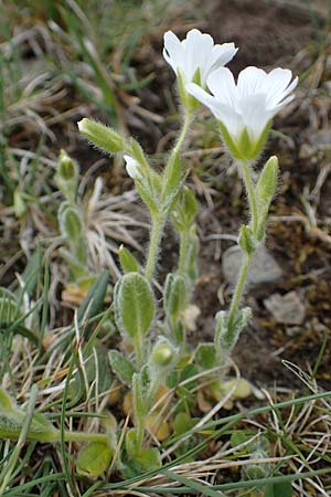 Cerastium eriophorum \ Wolliges Hornkraut, A Wölzer Tauern, Kleiner Zinken 26.6.2021