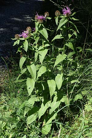 Centaurea pseudophrygia / Wig Knapweed, A Pusterwald 29.7.2021