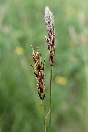 Carex ferruginea \ Rost-Segge / Rusty Sedge, A Pusterwald, Eiskar 1.7.2019