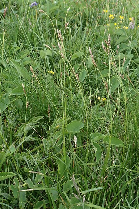 Carex ferruginea \ Rost-Segge / Rusty Sedge, A Pusterwald, Eiskar 1.7.2019