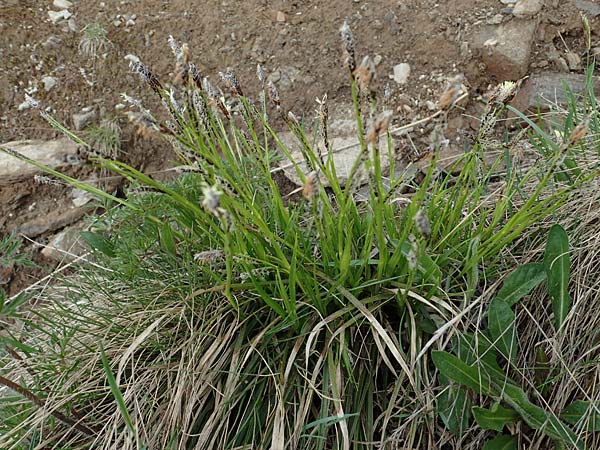 Carex ferruginea \ Rost-Segge / Rusty Sedge, A Wölzer Tauern, Kleiner Zinken 26.6.2021