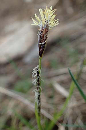 Carex ferruginea \ Rost-Segge / Rusty Sedge, A Wölzer Tauern, Kleiner Zinken 26.6.2021