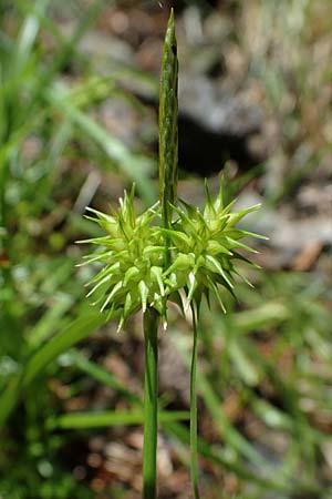 Carex flava \ Groe Gelb-Segge / Large Yellow-Sedge, A Kraubath (Mur) 27.6.2021