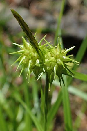 Carex flava \ Groe Gelb-Segge / Large Yellow-Sedge, A Kraubath (Mur) 27.6.2021