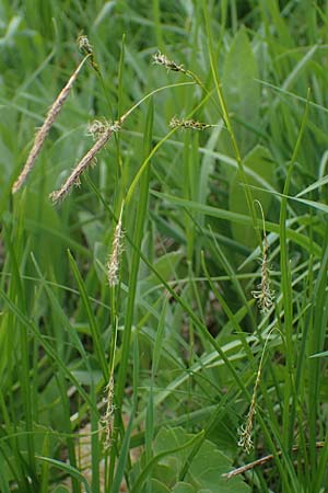 Carex ferruginea \ Rost-Segge / Rusty Sedge, A Pusterwald, Eiskar 29.6.2021