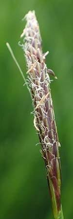 Carex ferruginea \ Rost-Segge / Rusty Sedge, A Pusterwald, Eiskar 29.6.2021