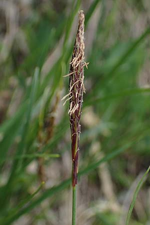 Carex ferruginea \ Rost-Segge / Rusty Sedge, A Pusterwald, Eiskar 29.6.2021