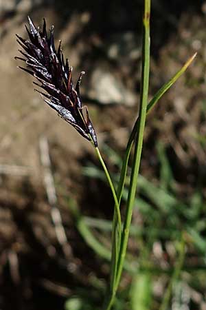 Carex frigida \ Eis-Segge / Ice Sedge, A Wölzer Tauern, Kleiner Zinken 24.7.2021