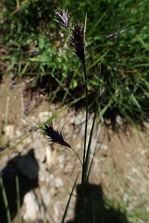 Carex frigida \ Eis-Segge / Ice Sedge, A Wölzer Tauern, Kleiner Zinken 24.7.2021