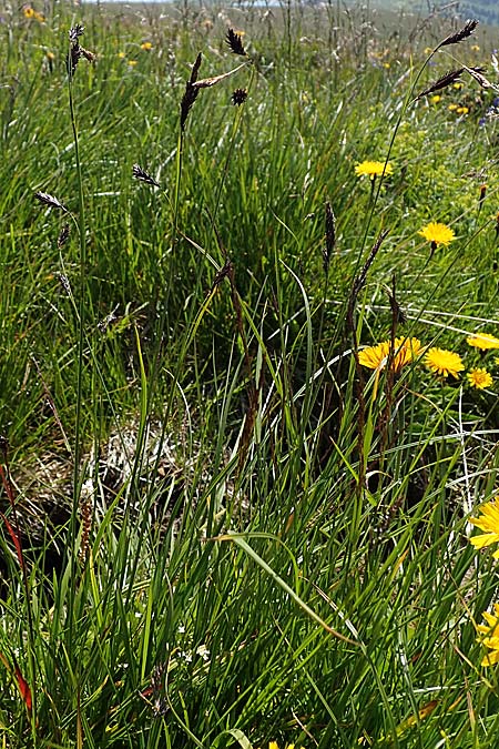 Carex frigida \ Eis-Segge / Ice Sedge, A Wölzer Tauern, Kleiner Zinken 24.7.2021