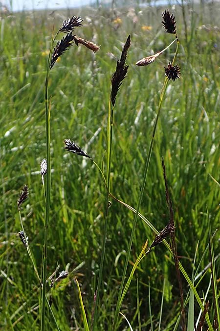 Carex frigida \ Eis-Segge / Ice Sedge, A Wölzer Tauern, Kleiner Zinken 24.7.2021