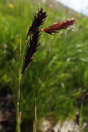 Carex frigida \ Eis-Segge / Ice Sedge, A Wölzer Tauern, Kleiner Zinken 24.7.2021