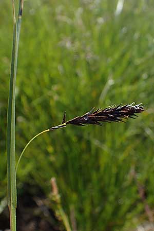 Carex frigida \ Eis-Segge / Ice Sedge, A Wölzer Tauern, Kleiner Zinken 24.7.2021