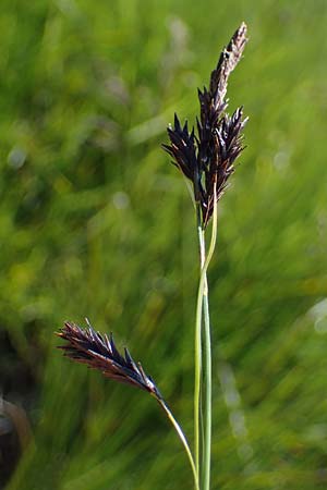 Carex frigida \ Eis-Segge / Ice Sedge, A Wölzer Tauern, Kleiner Zinken 24.7.2021