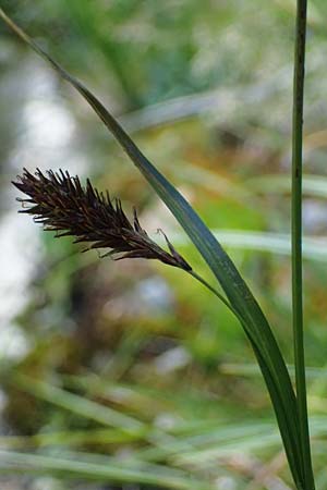 Carex frigida \ Eis-Segge / Ice Sedge, A Pusterwald 29.7.2021