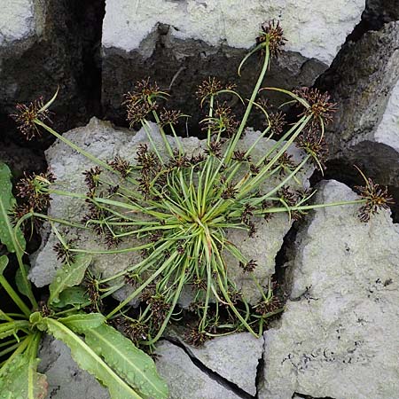 Cyperus fuscus \ Braunes Zypergras / Brown Flatsedge, A St. Andrä 27.9.2022