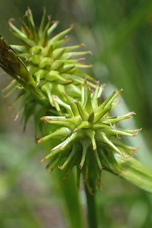 Carex flava \ Groe Gelb-Segge / Large Yellow-Sedge, A Kärnten/Carinthia, Koralpe 4.7.2023